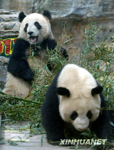 Les huit « pandas olympiques » du zoo de Beijing retourneront dans leur région natale1