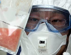 Corée du Sud/grippe porcine : confirmation du premier cas humain suspect