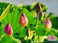 Festival du lotus à Beijing