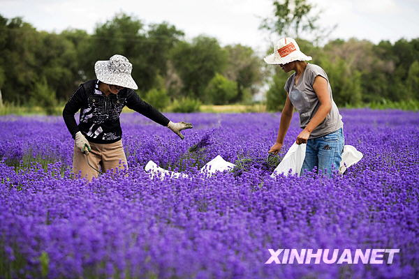 Le 30 juin, deux agricultrices en train de récolter de la lavande dans le district de Huocheng relevant de la préfecture autonome kazakhe du Xinjiang.