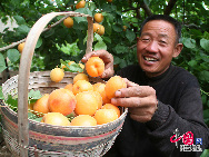 Le Xinjiang est connu pour ses fruits sucrés