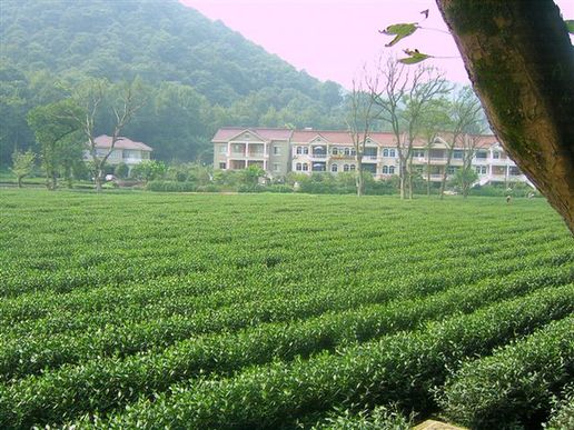 Plantation de thé Meijiawu