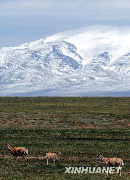 Le 30 juillet, quelques antilopes tibétaines courent dans la prairie au pied de la montagne chenue de Kunlun.