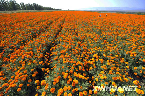 Saison des récoltes dans le pays des chrysanthèmes de pigment de la Chine 1