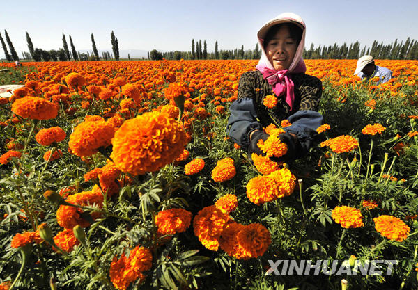 Saison des récoltes dans le pays des chrysanthèmes de pigment de la Chine 2