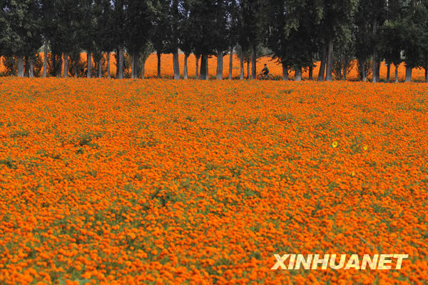 Saison des récoltes dans le pays des chrysanthèmes de pigment de la Chine 3
