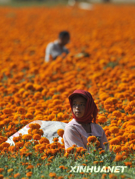 Saison des récoltes dans le pays des chrysanthèmes de pigment de la Chine 4