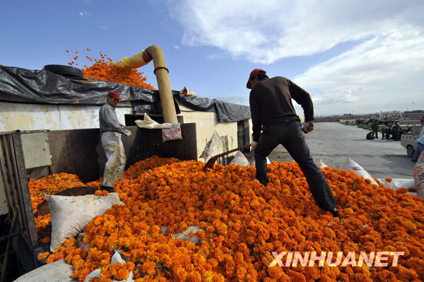 Saison des récoltes dans le pays des chrysanthèmes de pigment de la Chine 5