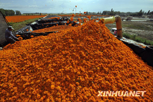 Saison des récoltes dans le pays des chrysanthèmes de pigment de la Chine 6