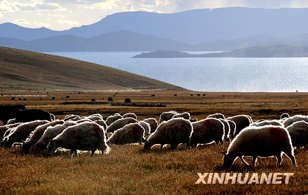 Un troupeau de moutons, photo prise le 14 septembre.