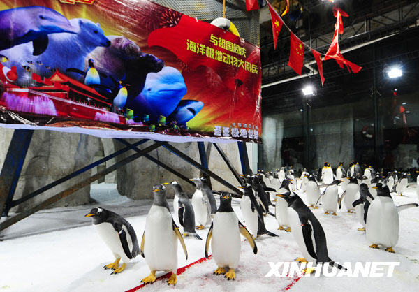  Le 21 septembre, les manchots de l&apos;aquarium marin Shengya, dans la ville de Dalian, &apos; défilent &apos; devant les visiteurs.