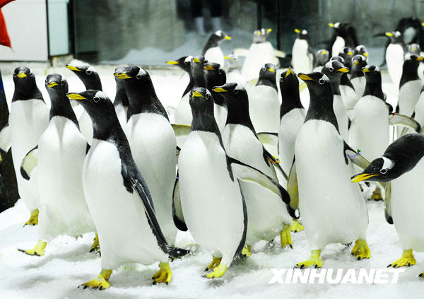  Le 21 septembre, les manchots de l&apos;aquarium marin Shengya, dans la ville de Dalian, &apos; défilent &apos; devant les visiteurs.