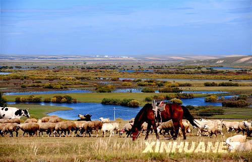 Paysages magnifiques de la prairie de Hulunbuir au début de l'automne