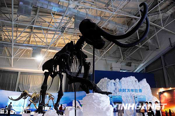 Le 26 septembre, exposition de fossiles de mammouth dans le centre des sciences de la province du Guangdong. 