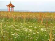 Paysages pittoresques de prairies en Mongolie Intérieure