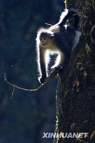 Le rhinopithèque doré du Yunnan (singe au nez retroussé) est une espèce de singe vivant exclusivement en Chine et menacée d&apos;extinction. Il est considéré comme « trésor national », au même titre que le panda géant. 