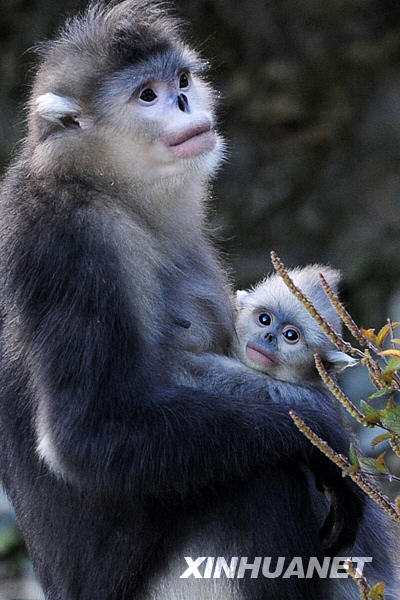 Le rhinopithèque doré du Yunnan (singe au nez retroussé) est une espèce de singe vivant exclusivement en Chine et menacée d&apos;extinction. Il est considéré comme « trésor national », au même titre que le panda géant. 