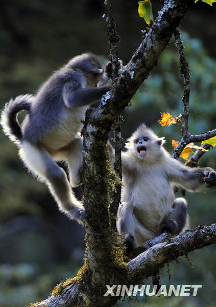 Le rhinopithèque doré du Yunnan (singe au nez retroussé) est une espèce de singe vivant exclusivement en Chine et menacée d&apos;extinction. Il est considéré comme « trésor national », au même titre que le panda géant. 