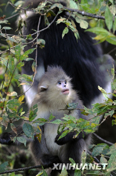 Le rhinopithèque doré du Yunnan (singe au nez retroussé) est une espèce de singe vivant exclusivement en Chine et menacée d&apos;extinction. Il est considéré comme « trésor national », au même titre que le panda géant. 