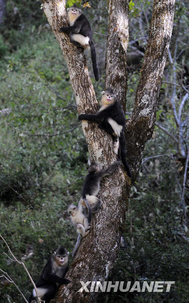 Le rhinopithèque doré du Yunnan (singe au nez retroussé) est une espèce de singe vivant exclusivement en Chine et menacée d&apos;extinction. Il est considéré comme « trésor national », au même titre que le panda géant. 