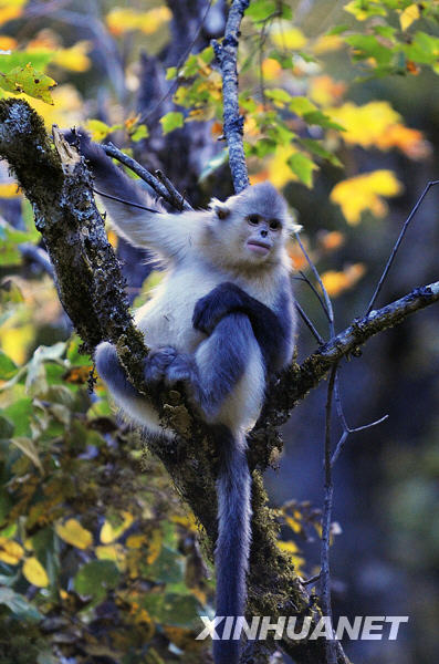 Le rhinopithèque doré du Yunnan (singe au nez retroussé) est une espèce de singe vivant exclusivement en Chine et menacée d&apos;extinction. Il est considéré comme « trésor national », au même titre que le panda géant. 