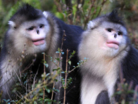 Un royaume de rhinopithèques à Shangrila
