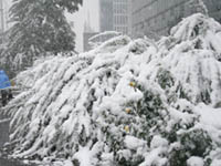 Chutes de neige à Beijing