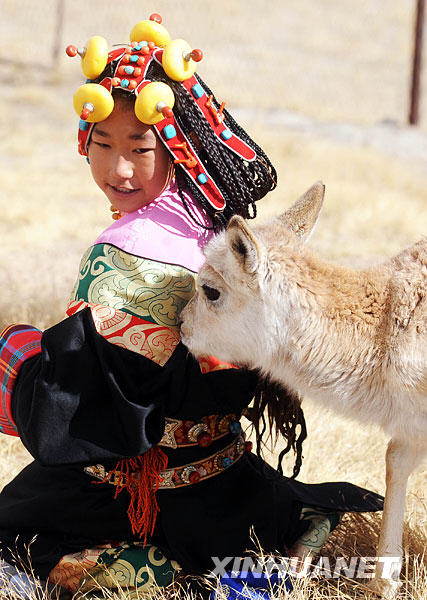 Ces deux dernières années, de nombreuses antilopes tibétaines vagabondent dans la région des « trois fleuves parallèles ». « Ces animaux magnifiques, gracieux et intelligents sont mes meilleurs amis », a-t-elle déclaré.