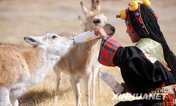 À chaque fois qu&apos;elle se rend au Bureau de la protection où travaille son père, Banco met ses plus beaux habits de fête et nourrit les petites antilopes.