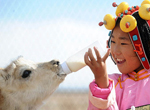 L'amitié entre une fillette tibétaine et les antilopes du Tibet