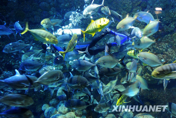 Le 8 novembre, un plongeur nettoie la saleté et les déchets dans un aquarium.