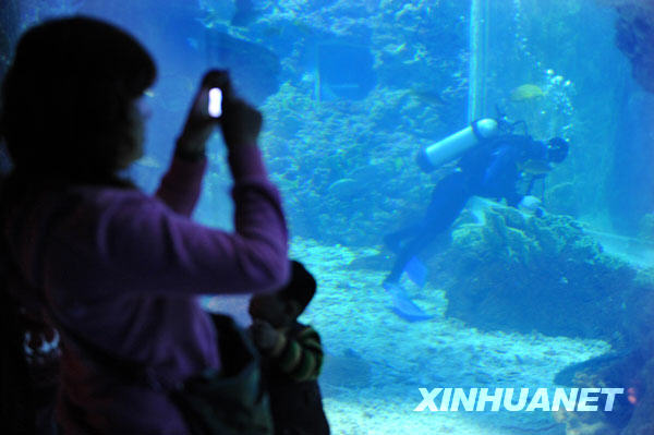 Le 8 novembre, un plongeur nettoie la saleté et les déchets dans un aquarium.