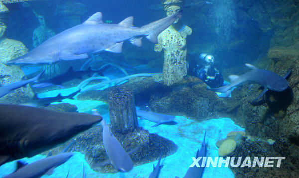 Un plongeur aspire la saleté et les déchets dans l'aquarium des requins. 
