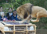 Un zoo où des touristes peuvent observer des lions à courte distance