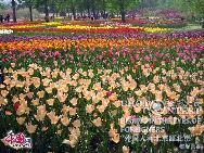 Thi Thuy Le (Vietnam)