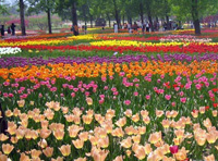 Beijing à travers les yeux des étrangers