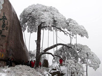 Anhui : Protection des arbres précieux dans le mont Huangshan pour affronter les intempéries