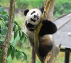 Deux pandas géants chinois seront envoyés en Australie