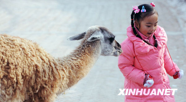 Le 20 novembre, une jeune touriste fait connaissance avec un guanaco dans le zoo des animaux sauvages du plateau Qinghai-Tibet. 