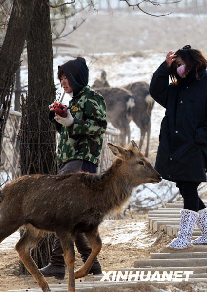 Des touristes visitent la zone libre du zoo. 