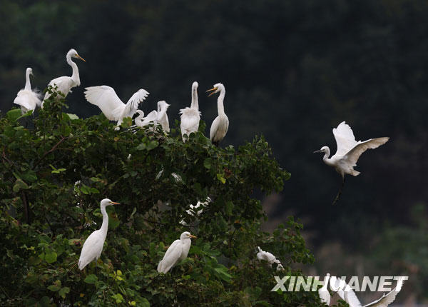 Des aigrettes se reposent sur un arbre près de l’étang. 