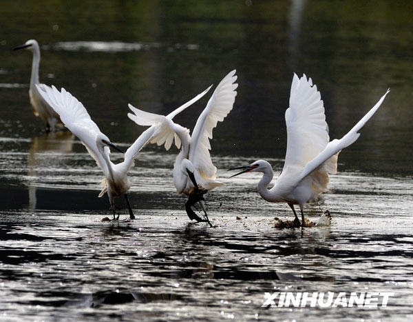 Des aigrettes se disputent des poissons sur l’étang.
