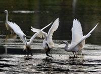 Fuzhou : Des aigrettes se disputent de la nourriture
