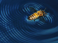 Une abeille sur l'eau, photo prise par Michael Johnson  