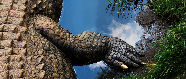 Une ferme d'élevage de crocodiles en Afrique du Sud, photo prise par Wayne Holloway  