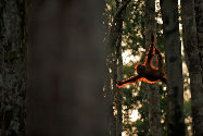 Un gorille dans une forêt, dans le parc de Borneo en Indonésie, photo prise par Sean Crane  