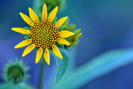 Une fleur, dans l'Illinois aux Etats-Unis, photo prise par Richard Susanto  