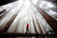 Un homme marche sur un tronc d'arbre renversé dans l'Olympic National Park à Washington, photo prise par Michael Hanson  