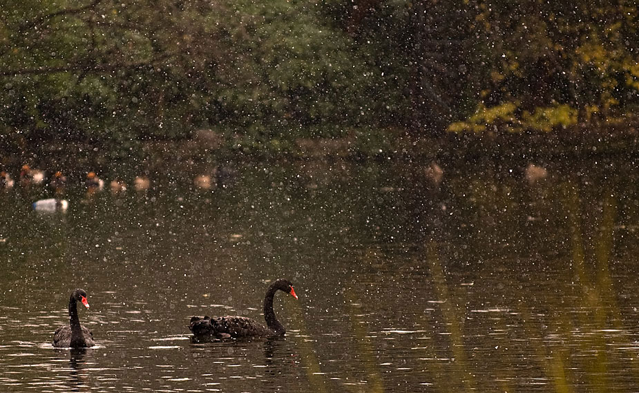 Le 16 décembre, deux cygnes noirs sur un lac bientôt recouvert de neige à Londres.