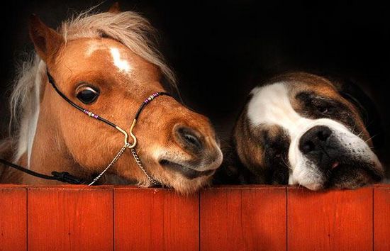10. Le mini cheval avec un chien Saint-bernard